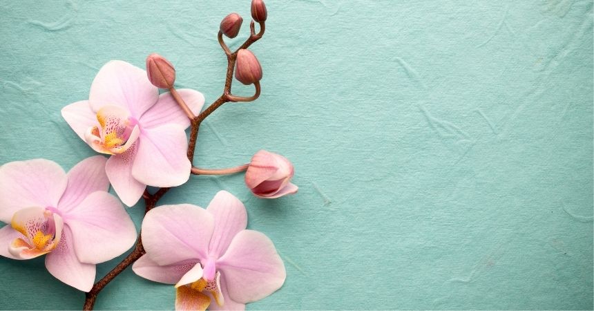 Orchids and Dandelions