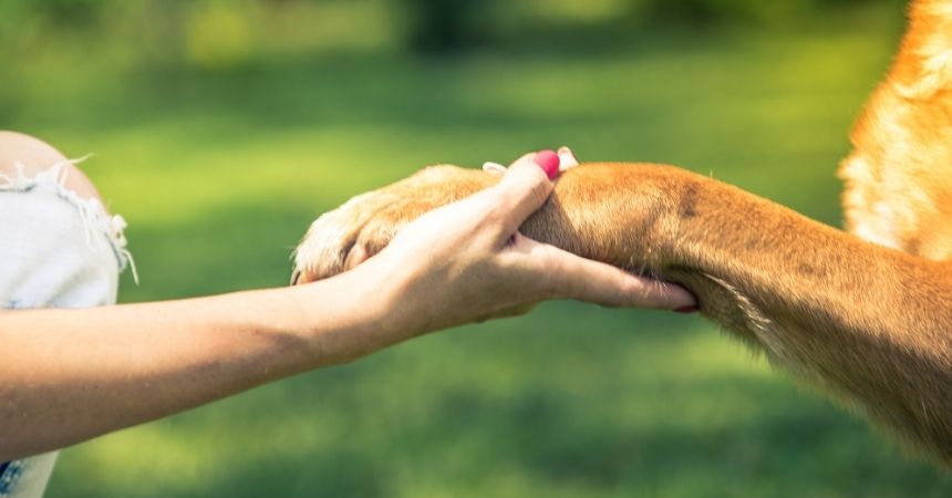 Mack the Therapy Dog