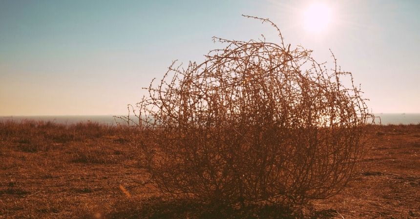 Tumbleweeds on the Prairie