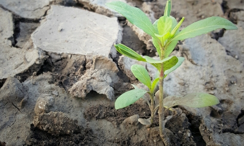 From Hopelessness to HOPE